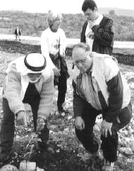 Replanting olive trees